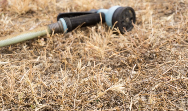 No end in sight: California drought on course to break another record No end in sight: California drought on course to break another record