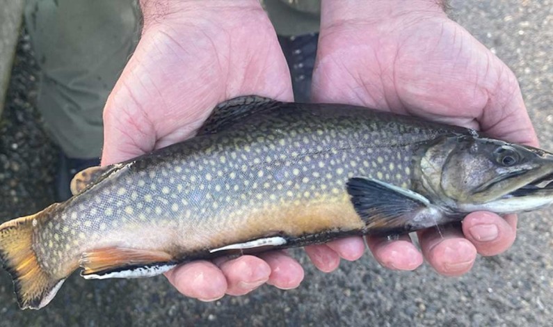 California Dept of Fish and Wildlife Stocking Brook Trout Into Sacramento-Area Waters This Winter For Fishing In The City California Dept of Fish and Wildlife Stocking Brook Trout Into Sacramento-Area Waters This Winter For Fishing In The City