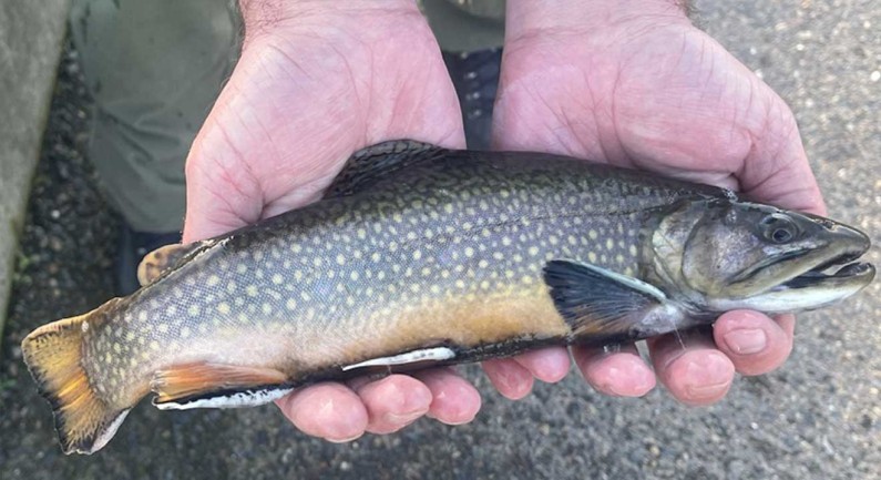 California Dept of Fish and Wildlife Stocking Brook Trout Into Sacramento-Area Waters This Winter For Fishing In The City California Dept of Fish and Wildlife Stocking Brook Trout Into Sacramento-Area Waters This Winter For Fishing In The City