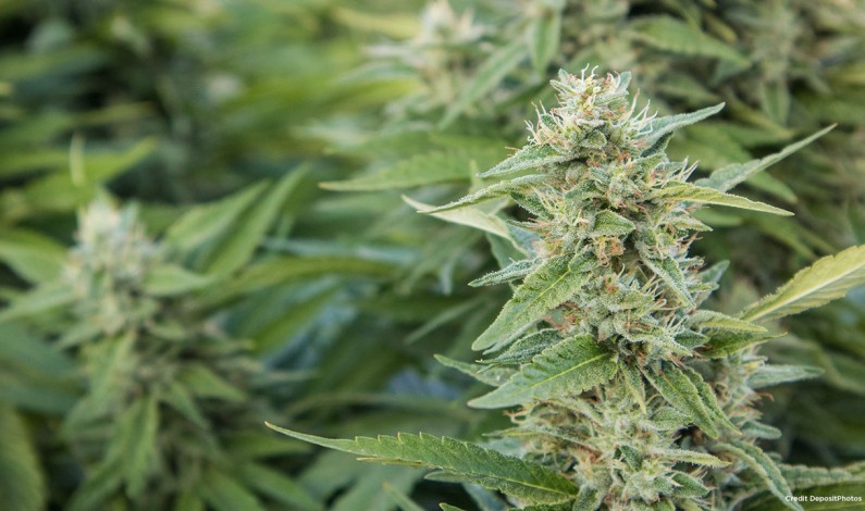 Frost: Do you want cannabis dispensaries in Sacramento County? Frost: Do you want cannabis dispensaries in Sacramento County?