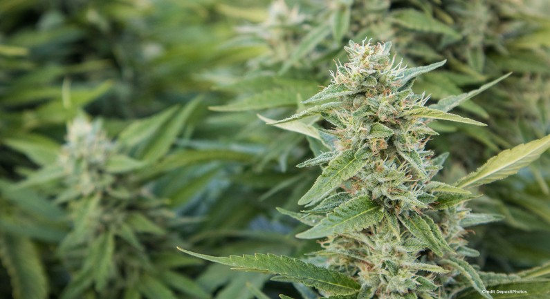 Frost: Do you want cannabis dispensaries in Sacramento County? Frost: Do you want cannabis dispensaries in Sacramento County?