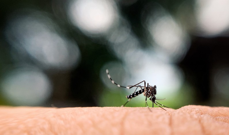 Warm Temperatures bring Mosquitoes – Rio Linda Messenger Warm Temperatures bring Mosquitoes – Rio Linda Messenger
