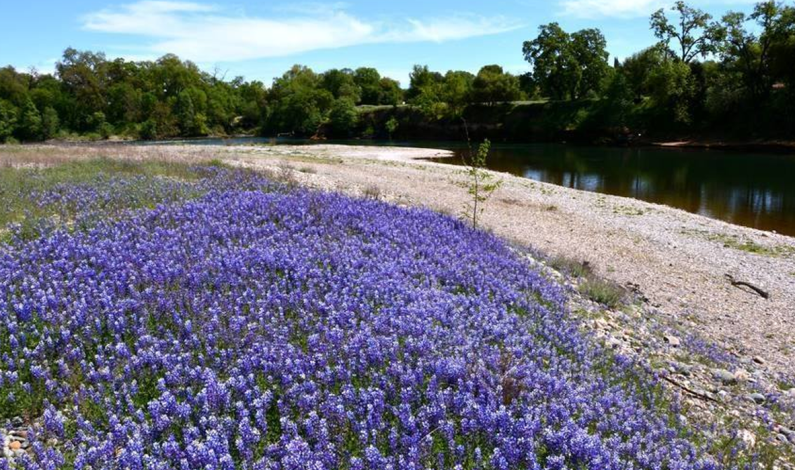 Sacramento County Regional Parks Offers Free Annual Passes to Low-Income Families Sacramento County Regional Parks Offers Free Annual Passes to Low-Income Families