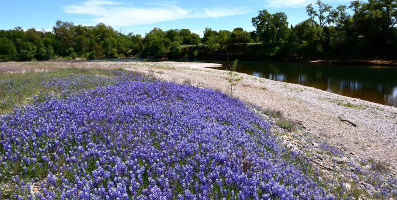 Sacramento County Regional Parks Offers Free Annual Passes to Low-Income Families Sacramento County Regional Parks Offers Free Annual Passes to Low-Income Families