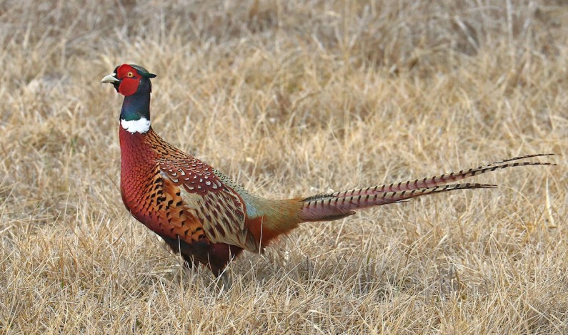 New Surcharge On Bird Hunting Validations To Provide Nesting Habitat For Waterfowl, Upland Game Birds In California New Surcharge On Bird Hunting Validations To Provide Nesting Habitat For Waterfowl, Upland Game Birds In California