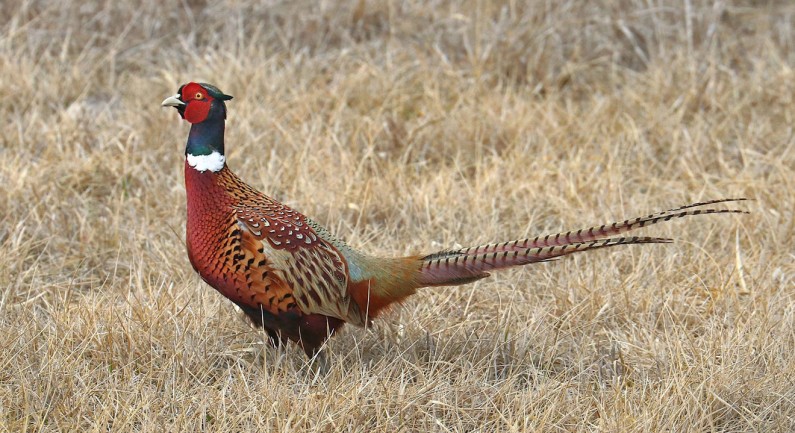 New Surcharge On Bird Hunting Validations To Provide Nesting Habitat For Waterfowl, Upland Game Birds In California New Surcharge On Bird Hunting Validations To Provide Nesting Habitat For Waterfowl, Upland Game Birds In California
