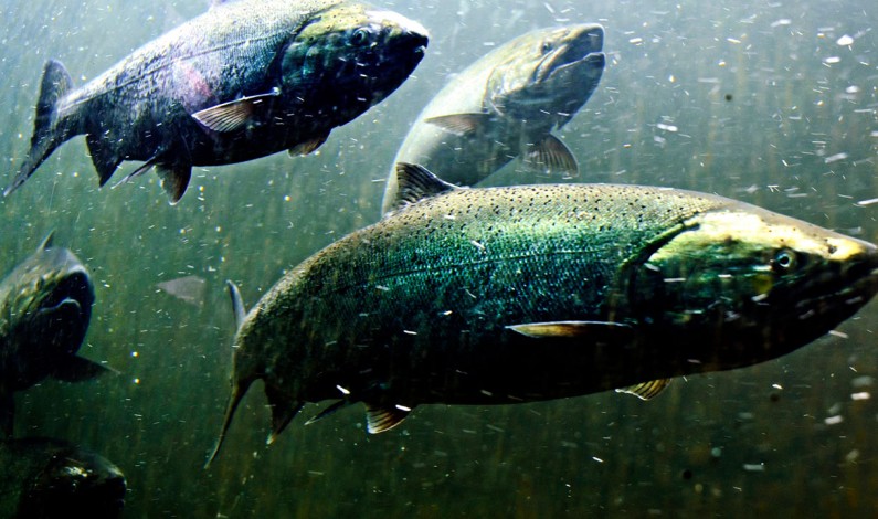 California Fish Hatcheries Reopen To Public Visitors California Fish Hatcheries Reopen To Public Visitors