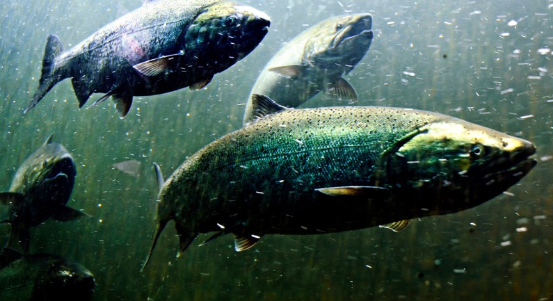 California Fish Hatcheries Reopen To Public Visitors California Fish Hatcheries Reopen To Public Visitors