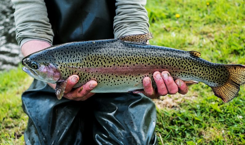 California Trout Opener A Cherished Tradition For Golden State Anglers California Trout Opener A Cherished Tradition For Golden State Anglers