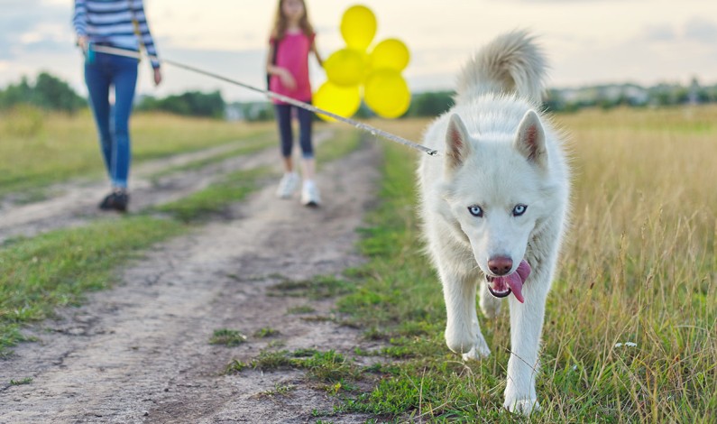 National Pet Preparedness Month – Rio Linda Messenger National Pet Preparedness Month – Rio Linda Messenger