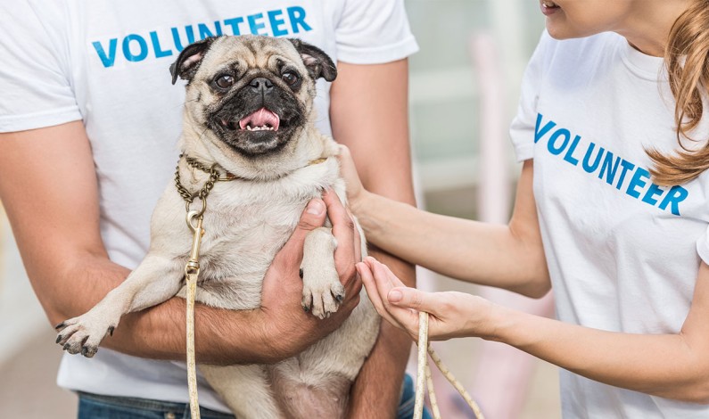 Volunteers Needed to Comfort Shelter Pets This 4th Volunteers Needed to Comfort Shelter Pets This 4th