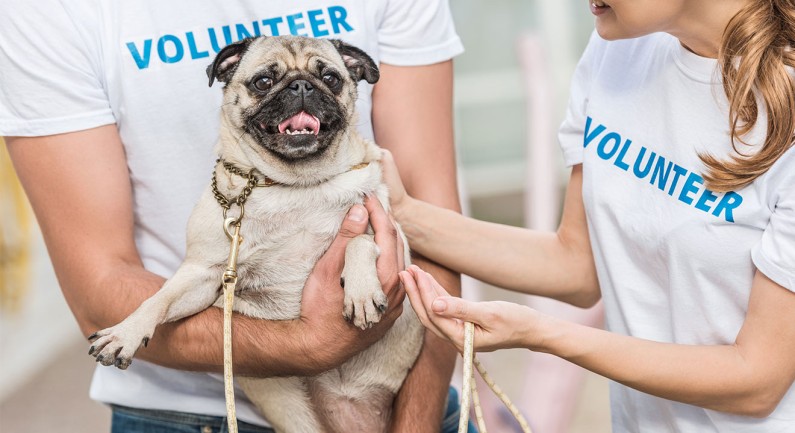 Volunteers Needed to Comfort Shelter Pets This 4th Volunteers Needed to Comfort Shelter Pets This 4th