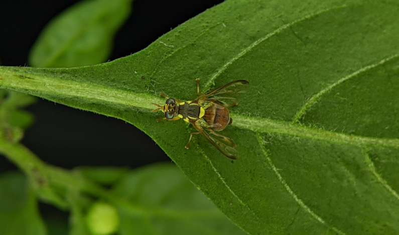 Oriental Fruit Flies Detected In Sacramento County Oriental Fruit Flies Detected In Sacramento County
