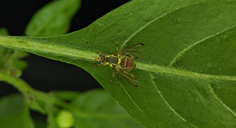 Oriental Fruit Flies Detected In Sacramento County Oriental Fruit Flies Detected In Sacramento County