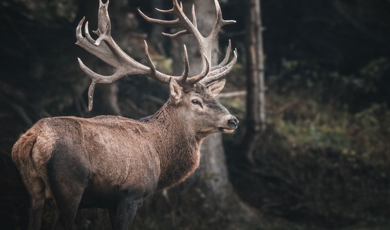 CDFW Seeking Hunter Input On Sacramento Valley Wildlife Areas CDFW Seeking Hunter Input On Sacramento Valley Wildlife Areas