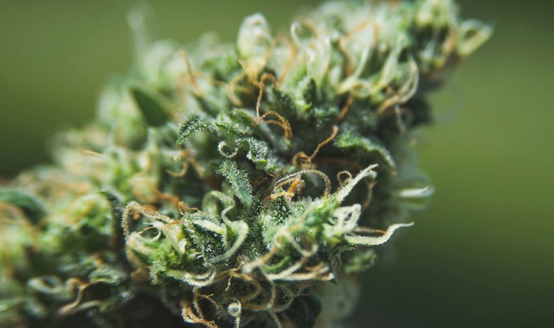 Voters to Decide on Cannabis Tax Measure Voters to Decide on Cannabis Tax Measure