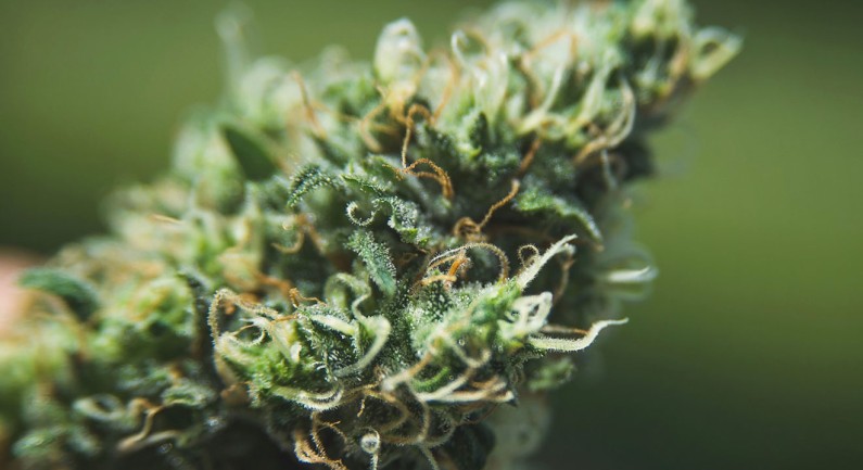 Voters to Decide on Cannabis Tax Measure Voters to Decide on Cannabis Tax Measure
