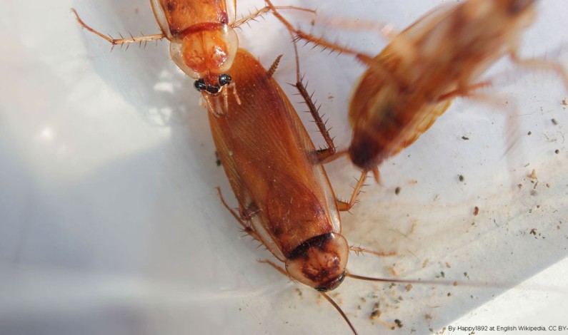 Dealing with Turkestan Cockroaches? You’re not alone. Dealing with Turkestan Cockroaches? You’re not alone.
