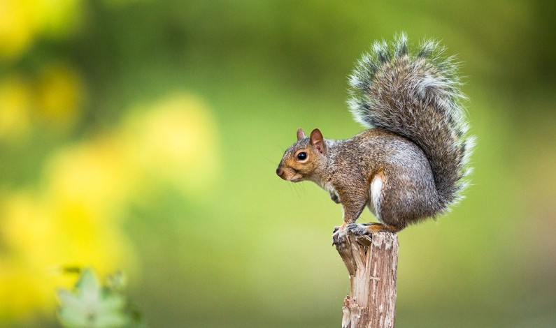 General Tree Squirrel Season To Open Sept. 10 General Tree Squirrel Season To Open Sept. 10