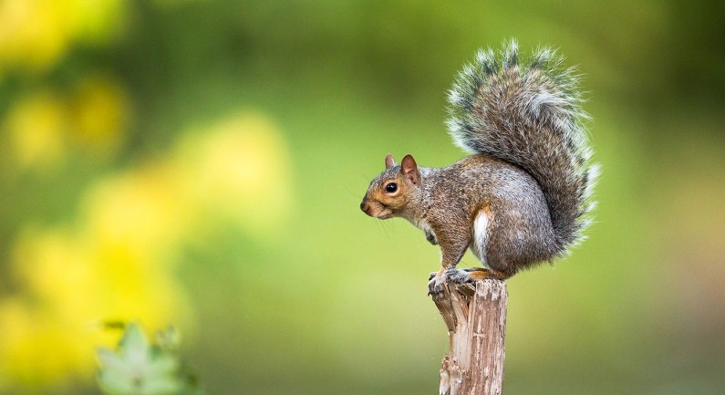 General Tree Squirrel Season To Open Sept. 10 General Tree Squirrel Season To Open Sept. 10