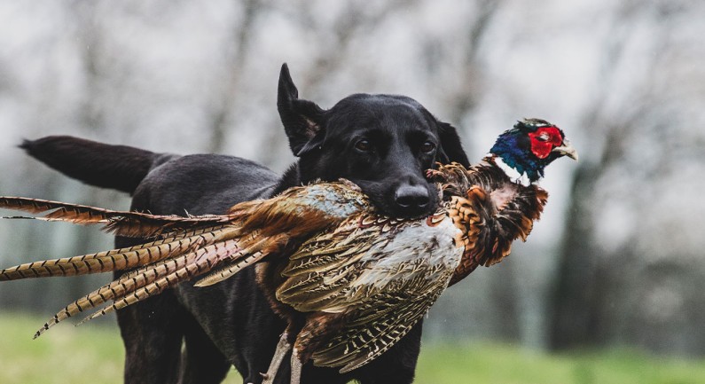 Statewide Waterfowl Season Kicks Off This Weekend Statewide Waterfowl Season Kicks Off This Weekend