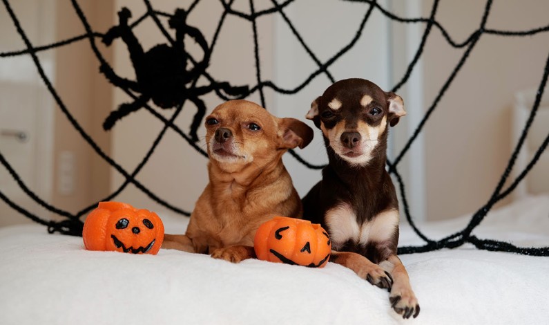 Halloween Safety Tips for Pet Owners Halloween Safety Tips for Pet Owners