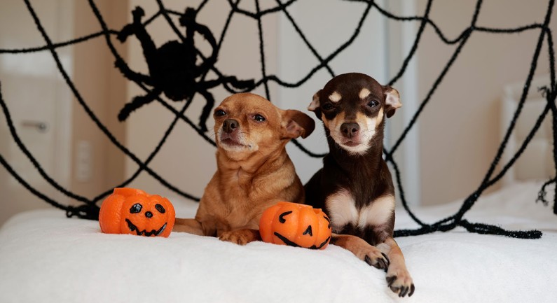 Halloween Safety Tips for Pet Owners Halloween Safety Tips for Pet Owners