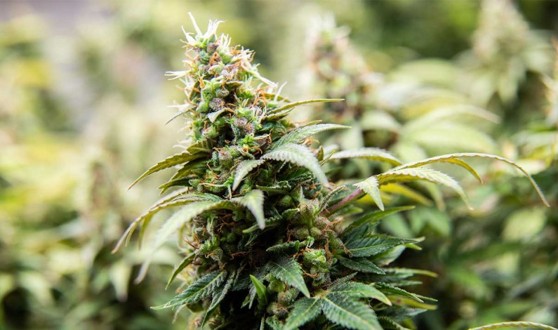 California Fish and Wildlife Awards $6 Million For Cannabis Cleanup And Remediation Projects California Fish and Wildlife Awards $6 Million For Cannabis Cleanup And Remediation Projects