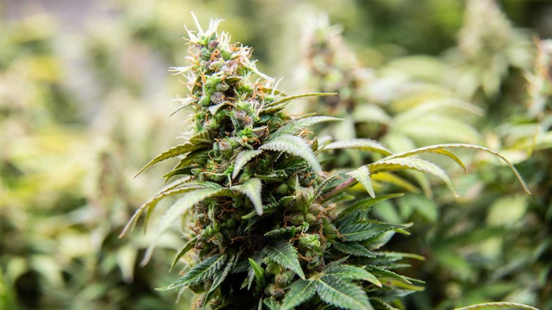 California Fish and Wildlife Awards $6 Million For Cannabis Cleanup And Remediation Projects California Fish and Wildlife Awards $6 Million For Cannabis Cleanup And Remediation Projects