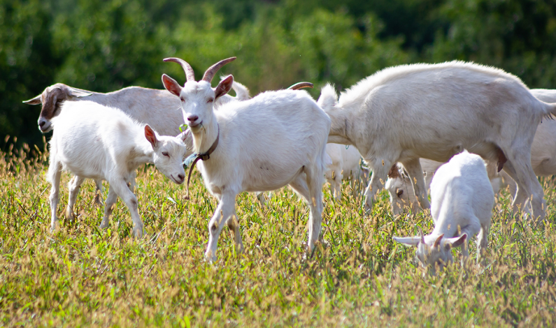 The Fire Goats are Back The Fire Goats are Back