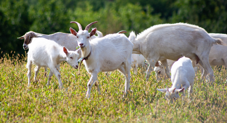 The Fire Goats are Back The Fire Goats are Back