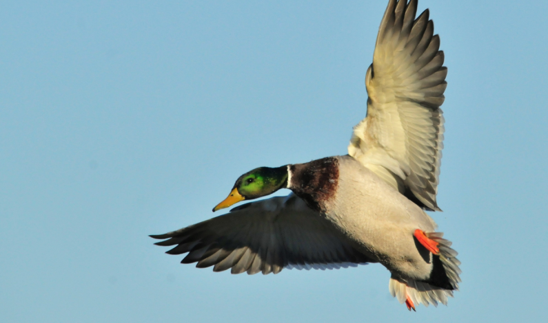 California Fish and Wildlife Offering Waterfowl Hunts at East Bay Ecological Reserve California Fish and Wildlife Offering Waterfowl Hunts at East Bay Ecological Reserve