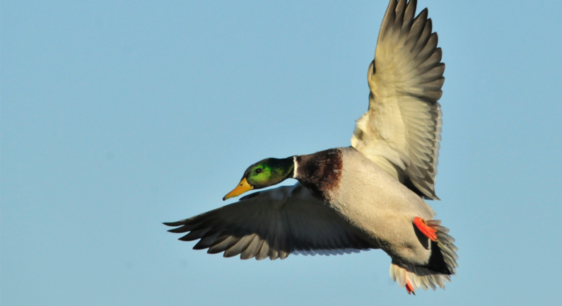 California Fish and Wildlife Offering Waterfowl Hunts at East Bay Ecological Reserve California Fish and Wildlife Offering Waterfowl Hunts at East Bay Ecological Reserve