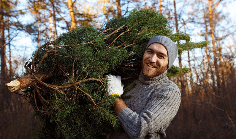 Christmas tree hunting? Better move fast! Christmas tree hunting? Better move fast!