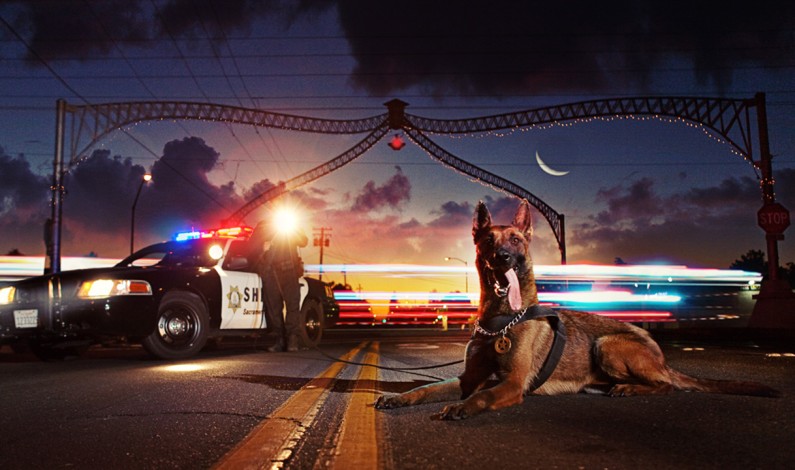 Sheriff K-9 “Philbert” Nabs Armed Elverta Felon Sheriff K-9 “Philbert” Nabs Armed Elverta Felon
