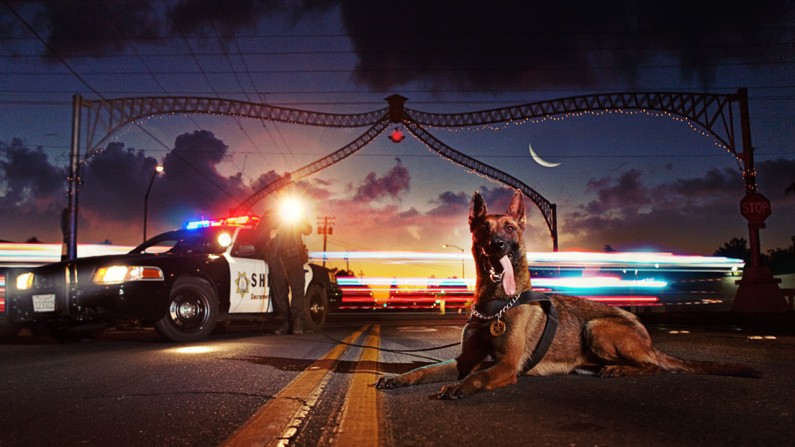 Sheriff K-9 “Philbert” Nabs Armed Elverta Felon Sheriff K-9 “Philbert” Nabs Armed Elverta Felon