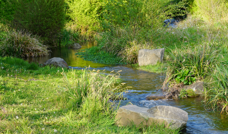 Sacramento Area Creeks Council Receives Clean-Up Grant Sacramento Area Creeks Council Receives Clean-Up Grant