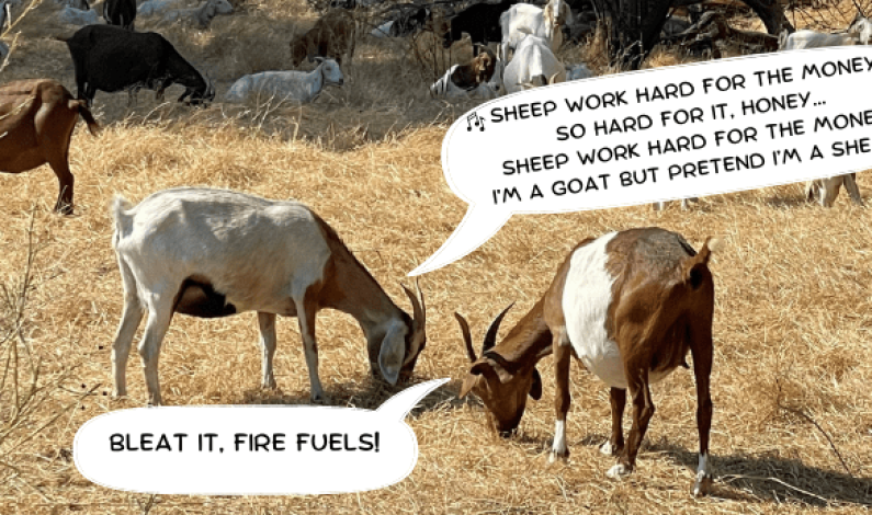 Baa-aad News for Fire Fuels Baa-aad News for Fire Fuels