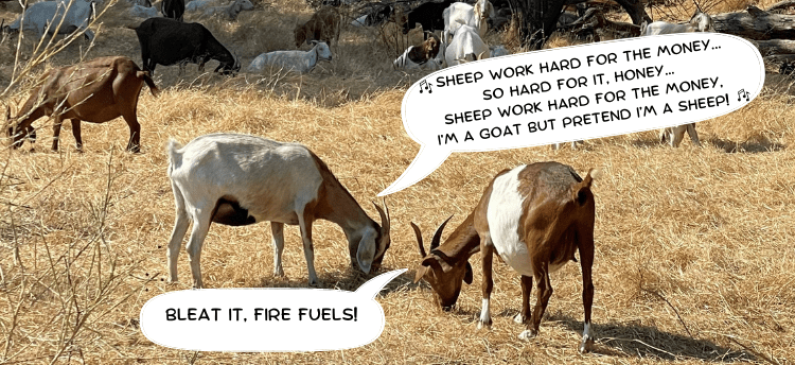 Baa-aad News for Fire Fuels Baa-aad News for Fire Fuels