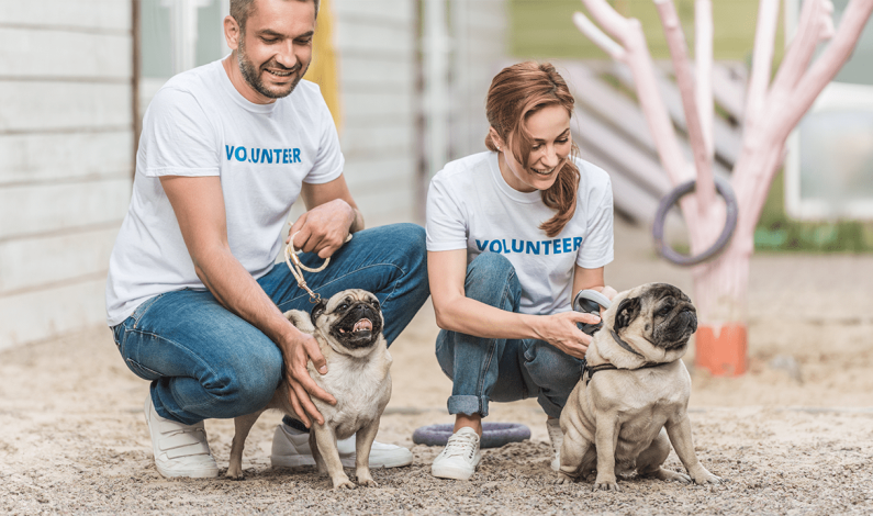 Volunteers Needed to Comfort Shelter Pets July 4th Volunteers Needed to Comfort Shelter Pets July 4th