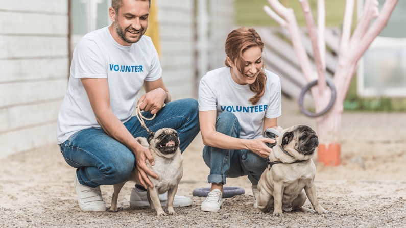 Volunteers Needed to Comfort Shelter Pets July 4th Volunteers Needed to Comfort Shelter Pets July 4th