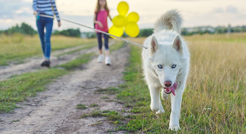 Sponsored Pet Adoptions at Bradshaw May 1-15 Sponsored Pet Adoptions at Bradshaw May 1-15