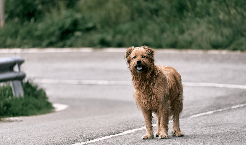 Lost Pet Fees Waived Through July 15th Lost Pet Fees Waived Through July 15th