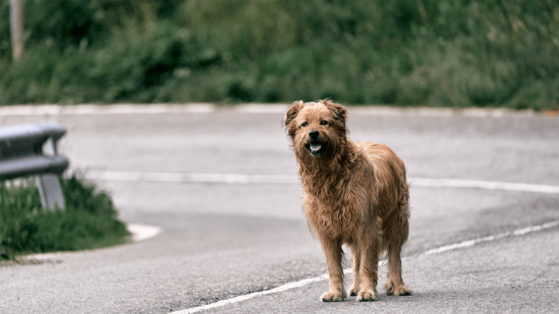 Lost Pet Fees Waived Through July 15th Lost Pet Fees Waived Through July 15th