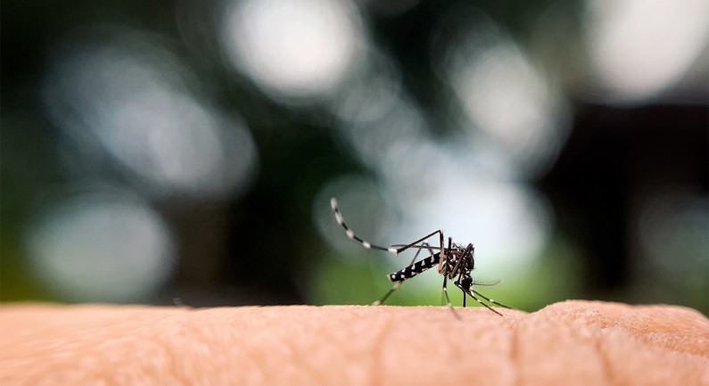 West Placer County to Conduct Aerial Larvicide Treatments West Placer County to Conduct Aerial Larvicide Treatments