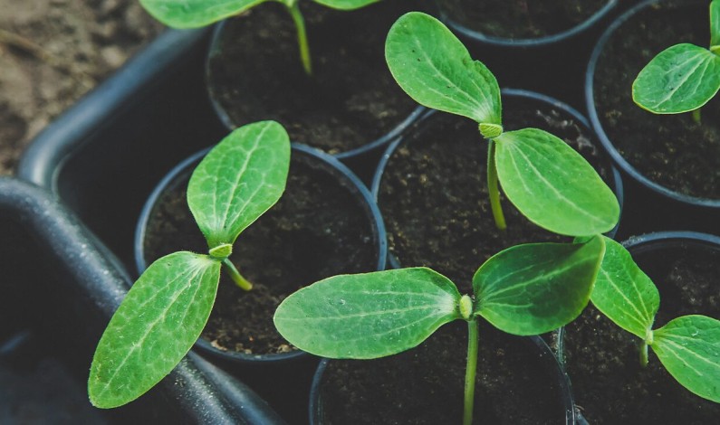 Get Your Garden Growing with the Rio Linda Grange Spring Plant Sale! Get Your Garden Growing with the Rio Linda Grange Spring Plant Sale!