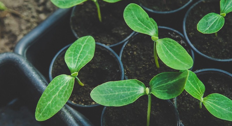 Get Your Garden Growing with the Rio Linda Grange Spring Plant Sale! Get Your Garden Growing with the Rio Linda Grange Spring Plant Sale!