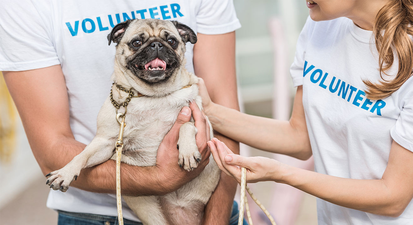 Volunteers Needed to Comfort Shelter Pets This 4th Rio Linda News